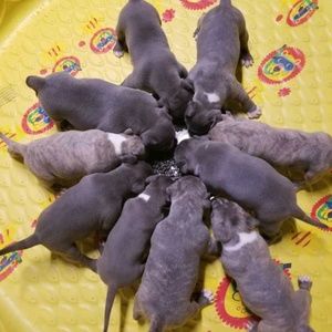 Meet your Posher, Johnny